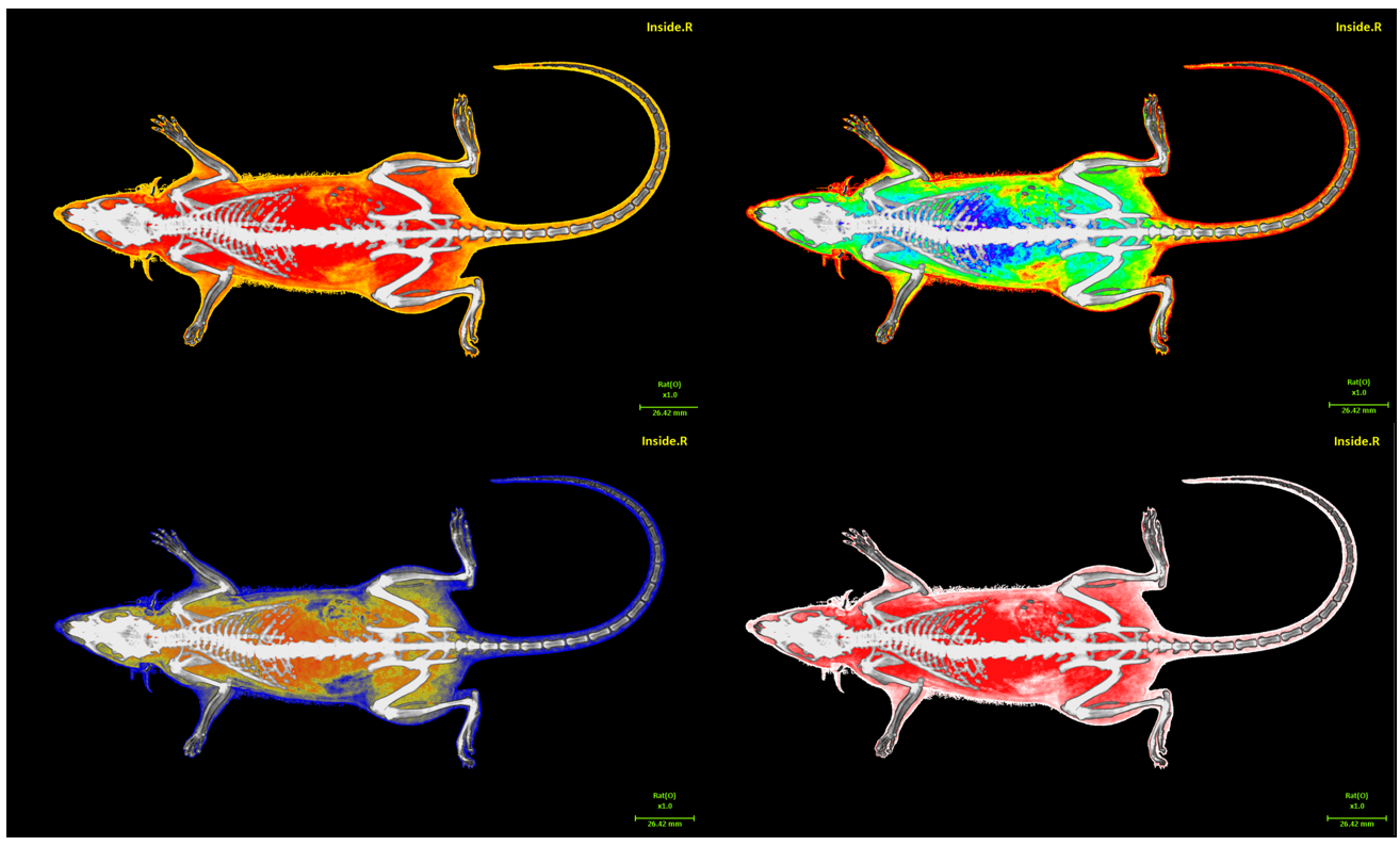 骨密度与体成分分析仪(图1)